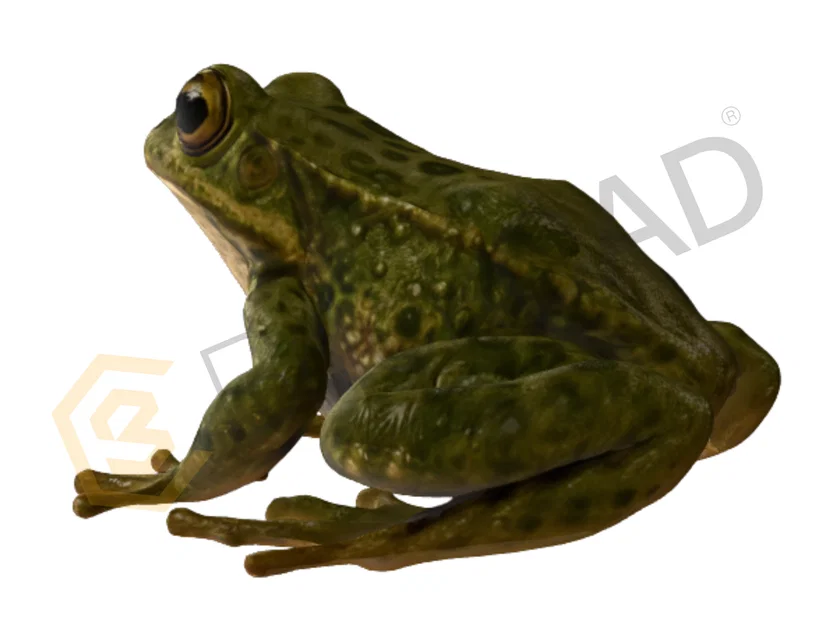 Mô hình ếch 3D tinh xảo - Image 2