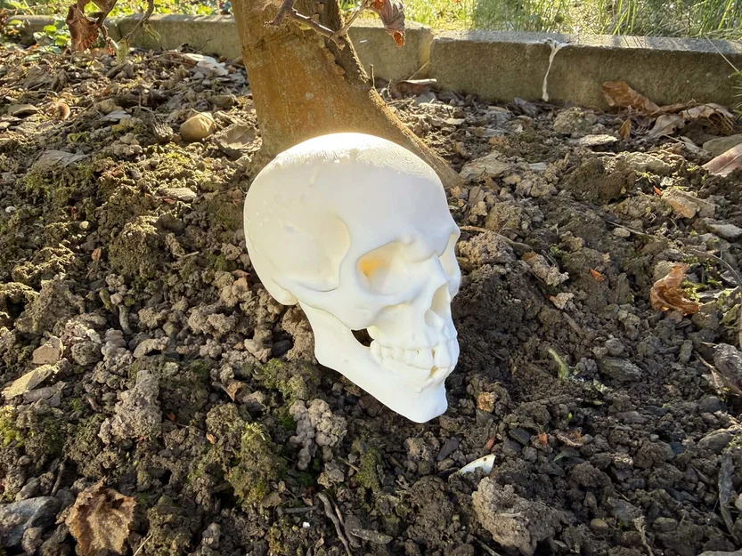 Mô hình Đầu lâu Goblin, Orc - Image 3