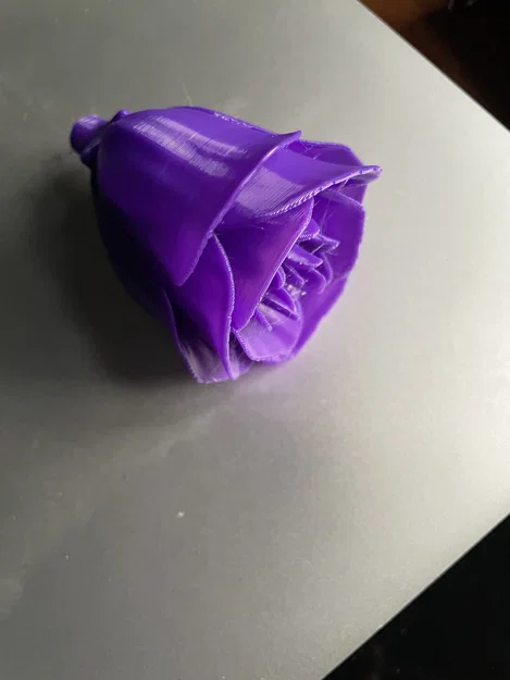 Rosa - 2026 - Image 1