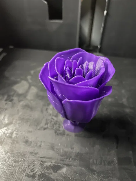 Rosa - 2026 - Image 2