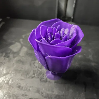 Rosa - 2026