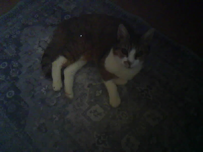 Obscura One – Máy ảnh hoài cổ mã nguồn mở - Image 4