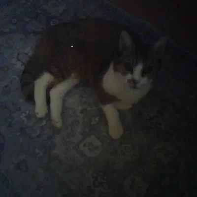 Obscura One – Máy ảnh hoài cổ mã nguồn mở