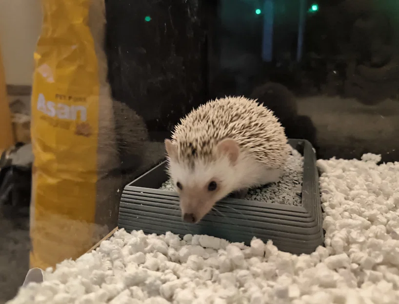 Hộp Cát Tắm & Vệ Sinh Góc Cho Nhím Kiểng - Image 1