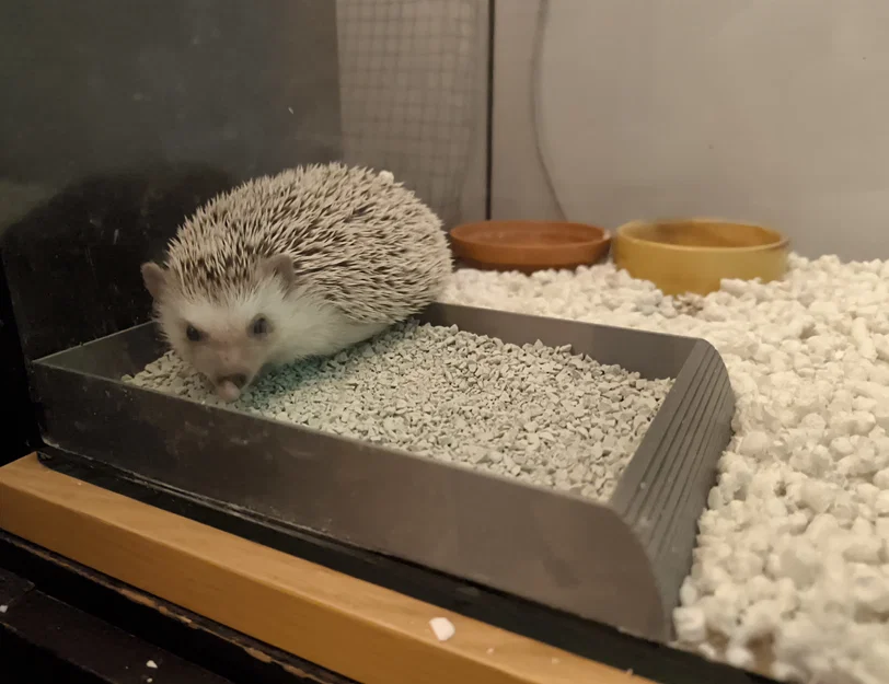 Hộp Cát Tắm & Vệ Sinh Góc Cho Nhím Kiểng - Image 2