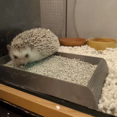 Hộp Cát Tắm & Vệ Sinh Góc Cho Nhím Kiểng