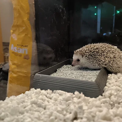 Hộp Cát Tắm & Vệ Sinh Góc Cho Nhím Kiểng