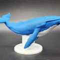 Mô hình Cá voi xanh kèm đế (Hỗ trợ AMS/MMU) - Thumbnail 1