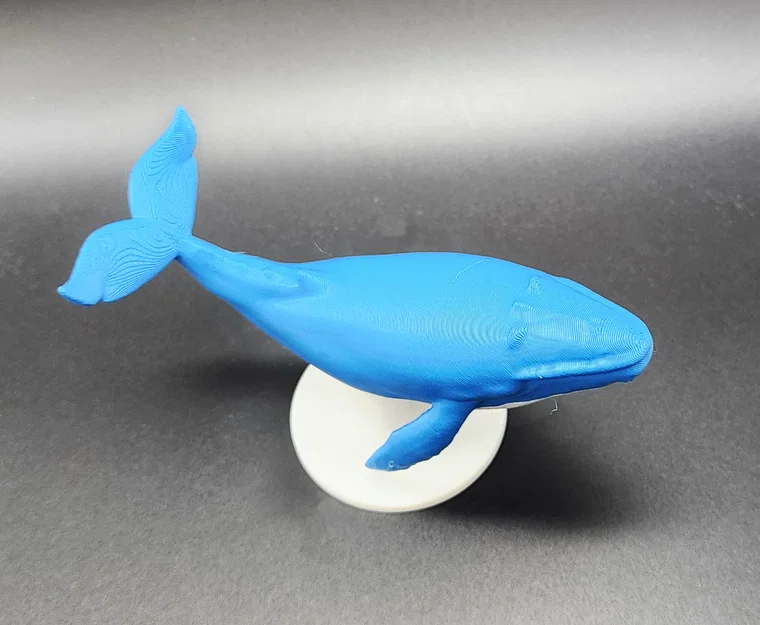 Mô hình Cá voi xanh kèm đế (Hỗ trợ AMS/MMU) - Image 3