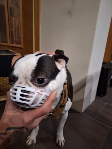 Rọ mõm cho chó có mõm ngắn (Kurz Schnauzer) - Image 1