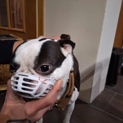 Rọ mõm cho chó có mõm ngắn (Kurz Schnauzer)