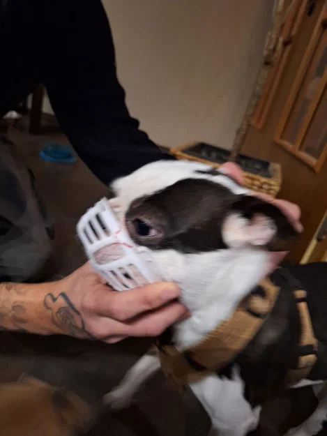 Rọ mõm cho chó có mõm ngắn (Kurz Schnauzer) - Image 3