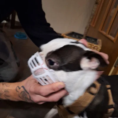 Rọ mõm cho chó có mõm ngắn (Kurz Schnauzer)