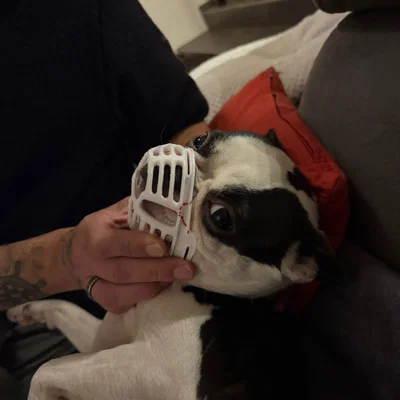 Rọ mõm cho chó có mõm ngắn (Kurz Schnauzer)