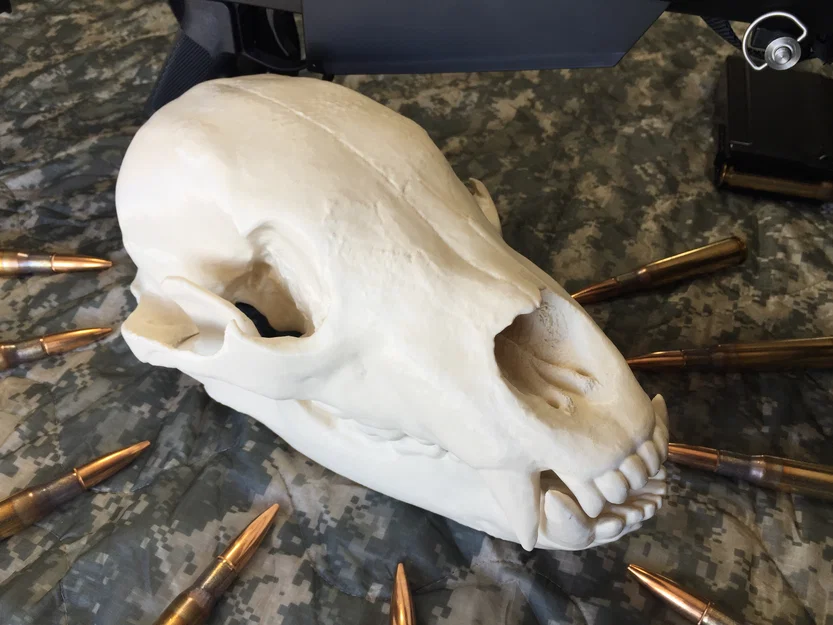 Mô hình đầu gấu (Bear Skull) in 3D - Image 1