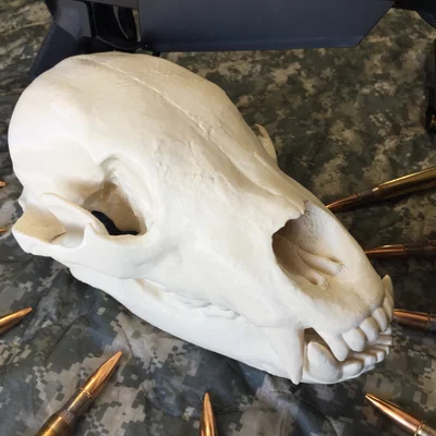 Mô hình đầu gấu (Bear Skull) in 3D