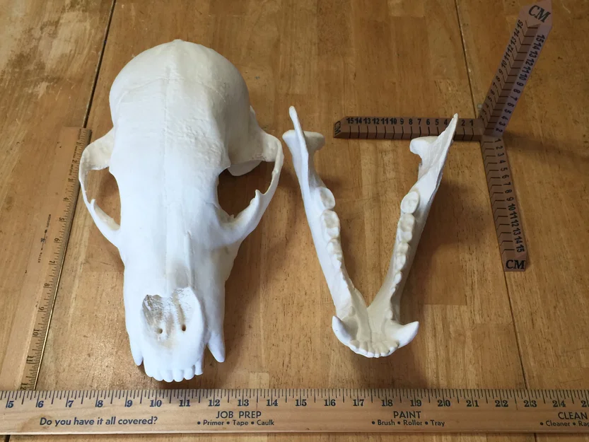 Mô hình đầu gấu (Bear Skull) in 3D - Image 2