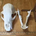 Mô hình đầu gấu (Bear Skull) in 3D - Thumbnail 2