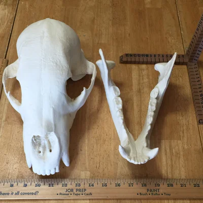 Mô hình đầu gấu (Bear Skull) in 3D