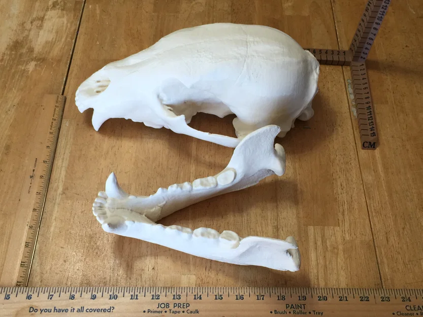 Mô hình đầu gấu (Bear Skull) in 3D - Image 3