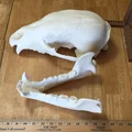 Mô hình đầu gấu (Bear Skull) in 3D - Thumbnail 3