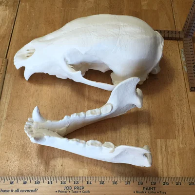 Mô hình đầu gấu (Bear Skull) in 3D