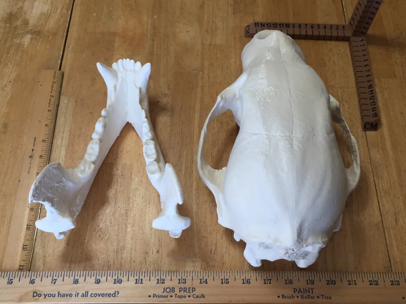 Mô hình đầu gấu (Bear Skull) in 3D - Image 4