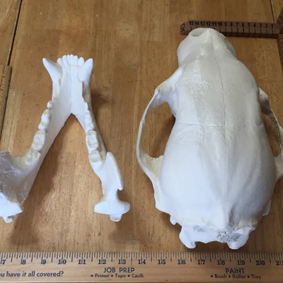 Mô hình đầu gấu (Bear Skull) in 3D