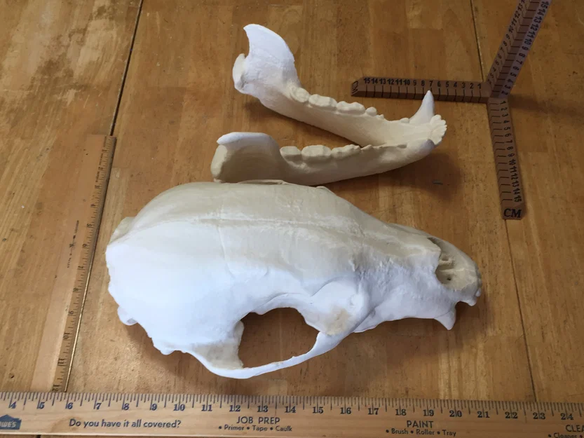Mô hình đầu gấu (Bear Skull) in 3D - Image 5