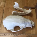 Mô hình đầu gấu (Bear Skull) in 3D - Thumbnail 5