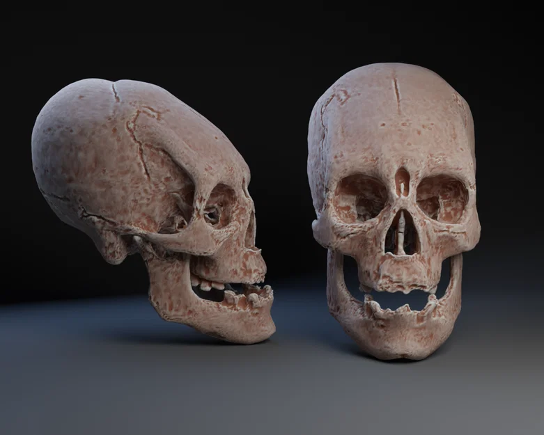 Hộp sọ: Bản sao mô phỏng tập tục biến dạng hộp sọ nhân tạo tại Tiwanaku - Image 1