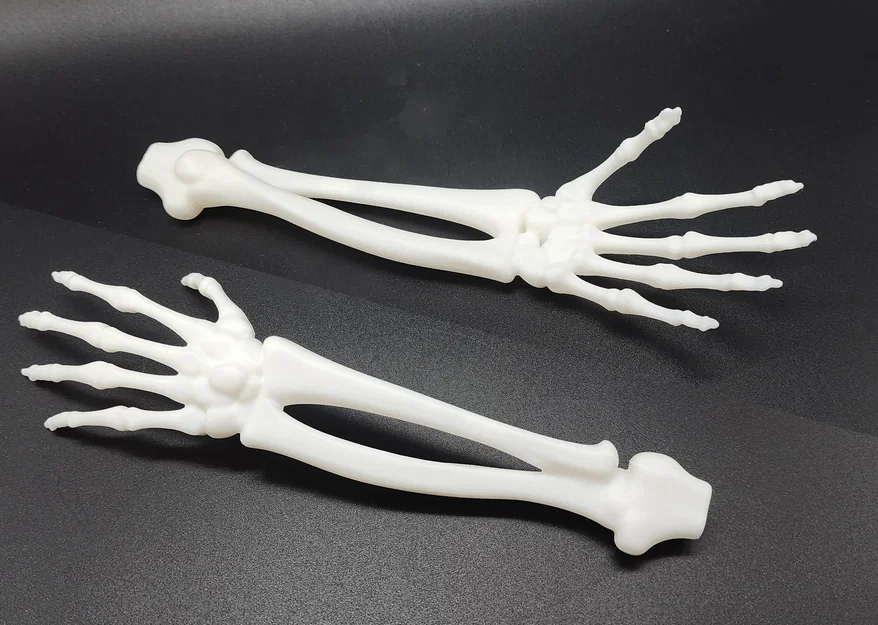 Cánh tay và bàn tay xương xẩu (Skeletal Forearm & Hand) - Image 1