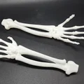Cánh tay và bàn tay xương xẩu (Skeletal Forearm & Hand) - Thumbnail 1
