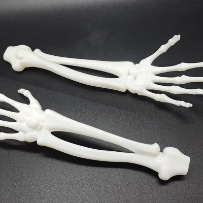 Cánh tay và bàn tay xương xẩu (Skeletal Forearm & Hand)