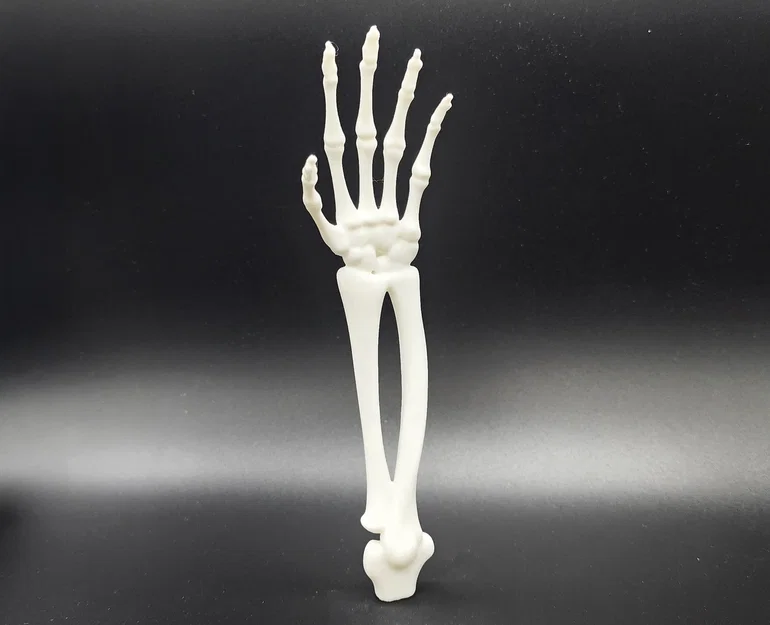 Cánh tay và bàn tay xương xẩu (Skeletal Forearm & Hand) - Image 2