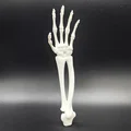 Cánh tay và bàn tay xương xẩu (Skeletal Forearm & Hand) - Thumbnail 2