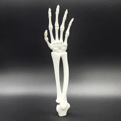 Cánh tay và bàn tay xương xẩu (Skeletal Forearm & Hand)