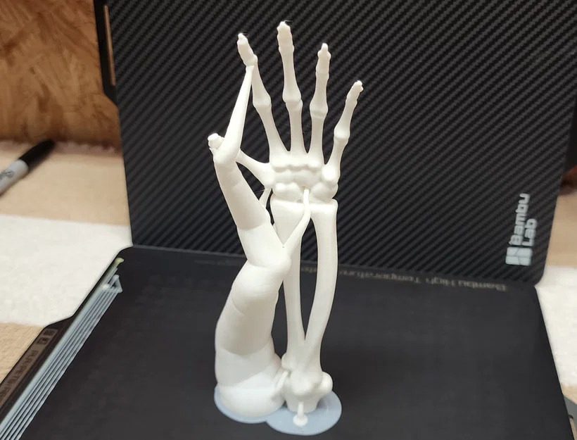 Cánh tay và bàn tay xương xẩu (Skeletal Forearm & Hand) - Image 3
