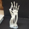 Cánh tay và bàn tay xương xẩu (Skeletal Forearm & Hand) - Thumbnail 3