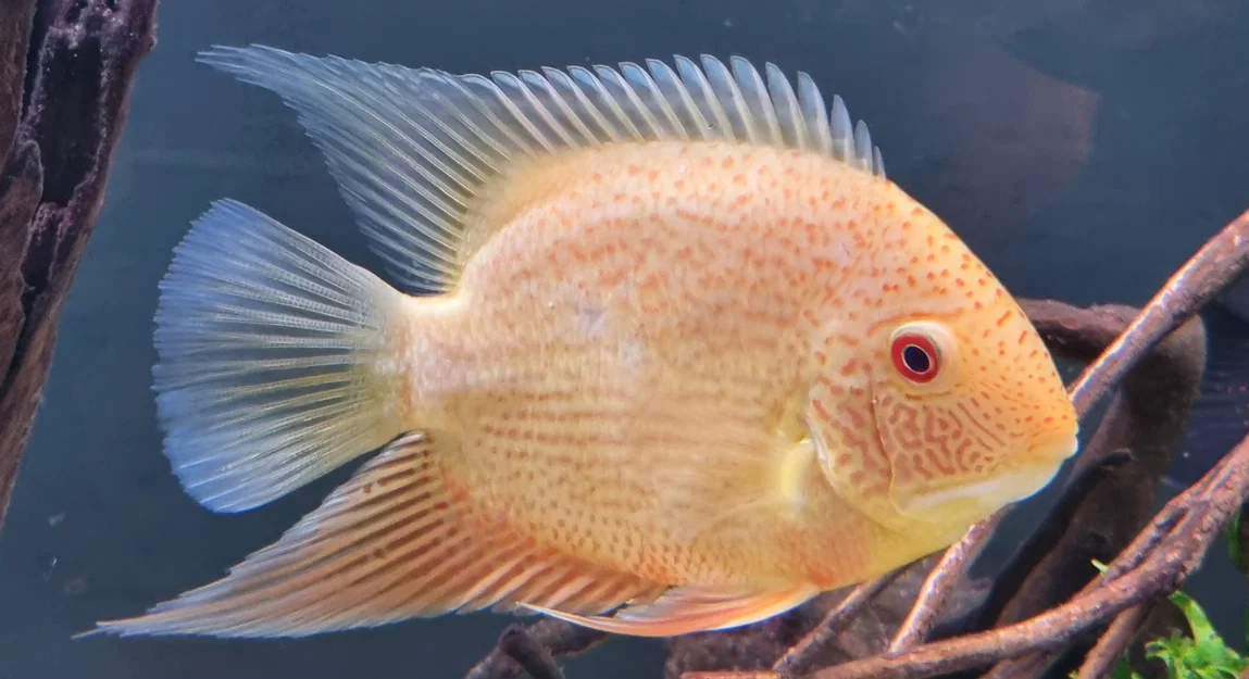 Mô hình cá Severum in 3D - Image 1