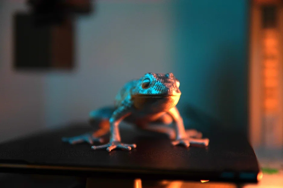 Mô hình Cóc Rồng tinh xảo như thật - Image 7