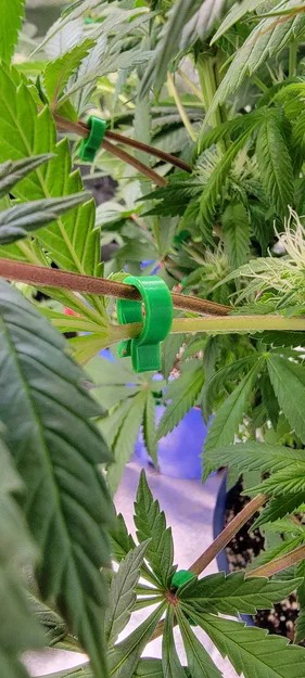 LeafGuide – Kẹp gạt lá để lộ vị trí nụ mà không cần cắt tỉa - Image 2