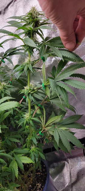 LeafGuide – Kẹp gạt lá để lộ vị trí nụ mà không cần cắt tỉa - Image 3