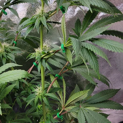 LeafGuide – Kẹp gạt lá để lộ vị trí nụ mà không cần cắt tỉa