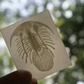 Mô hình hóa thạch Bọ ba thùy Kolihapeltis - Hơn cả một bức tranh Lithophane - Thumbnail 2