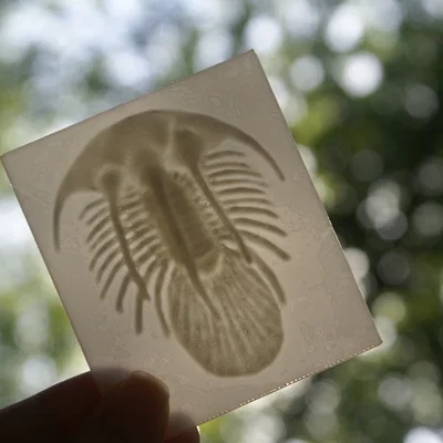 Mô hình hóa thạch Bọ ba thùy Kolihapeltis - Hơn cả một bức tranh Lithophane