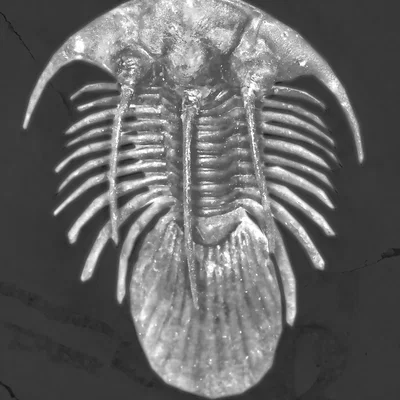 Mô hình hóa thạch Bọ ba thùy Kolihapeltis - Hơn cả một bức tranh Lithophane