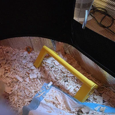Thanh Đậu Cho Gà Con (Chicken Roost) - Hỗ Trợ Gà Con Tập Đậu 3D