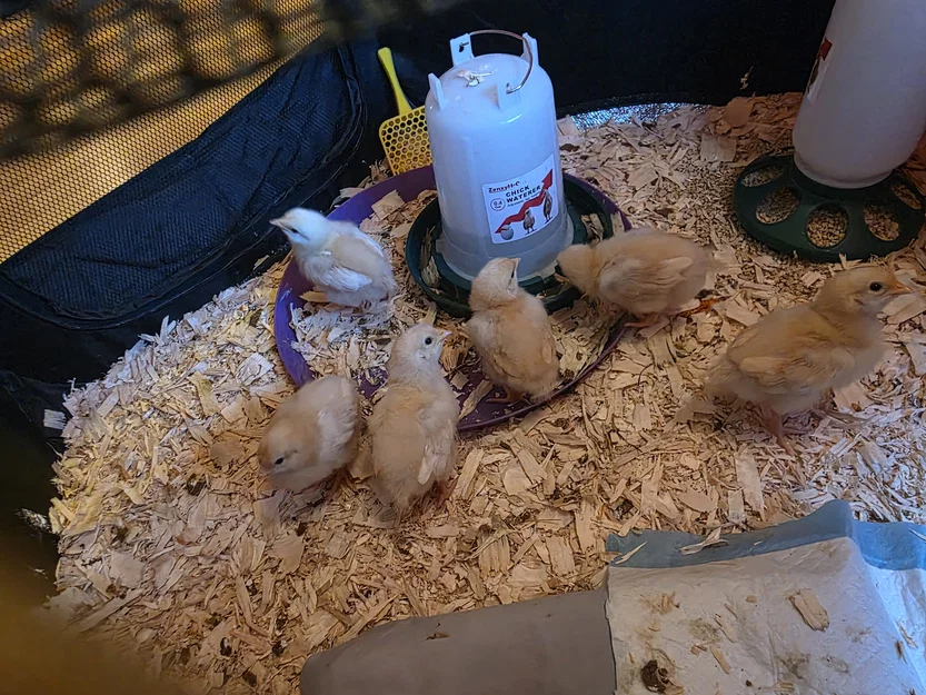 Thanh Đậu Cho Gà Con (Chicken Roost) - Hỗ Trợ Gà Con Tập Đậu 3D - Image 2