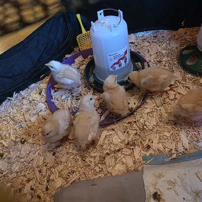Thanh Đậu Cho Gà Con (Chicken Roost) - Hỗ Trợ Gà Con Tập Đậu 3D